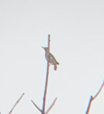 Northern Flicker