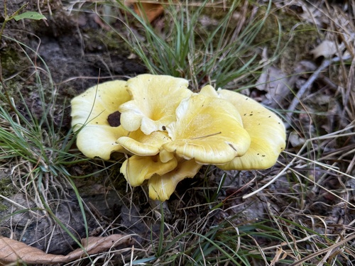 Golden Oyster Mushroom