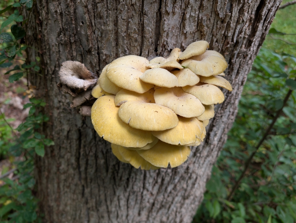 Golden Oyster Mushroom · September 2026 · photo: Photo: no rights reserved · iNaturalist
