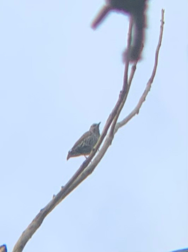 European Starling