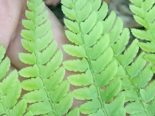 Polystichum setiferum