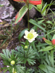 Anemone multifida