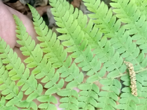 Polystichum setiferum