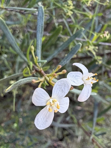 Cneoridium dumosum, photograph 1