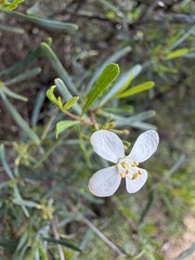 Cneoridium dumosum, photograph (c) Matt Berger, some rights reserved (CC BY)