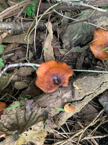 Bay Polypore
