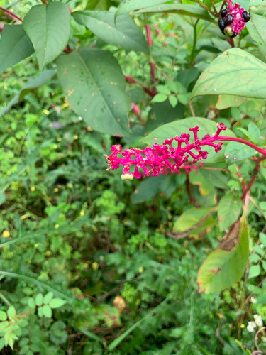 American pokeweed