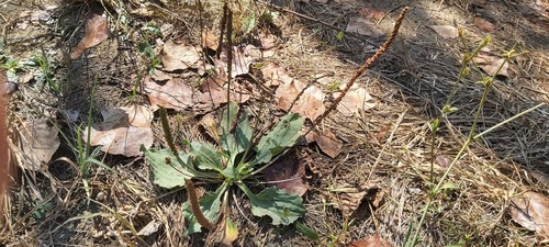 greater plantain