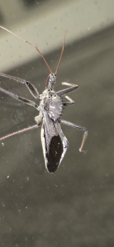North American Wheel Bug