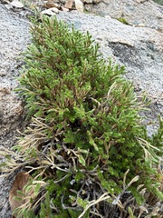 Selaginella bigelovii