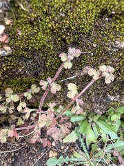 (c) Matt Berger, some rights reserved (CC BY) Pterostegia drymarioides, photograph (c) Matt Berger, some rights reserved (CC BY)