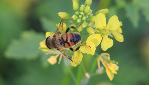 Common Drone Fly