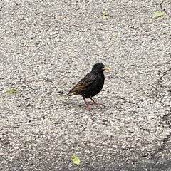 Sturnus vulgaris