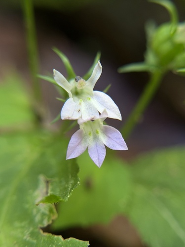 Indian tobacco