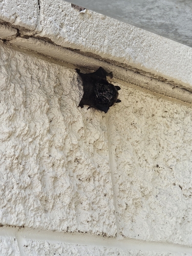 Silver-haired Bat