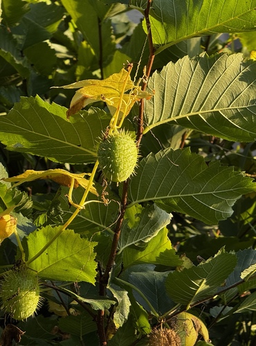 prickly cucumber
