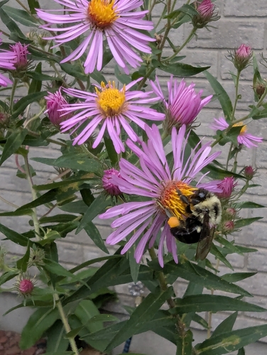 Common Eastern Bumble Bee