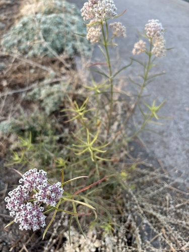 narrowleaf milkweed