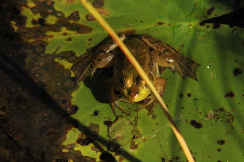 Pig Frog