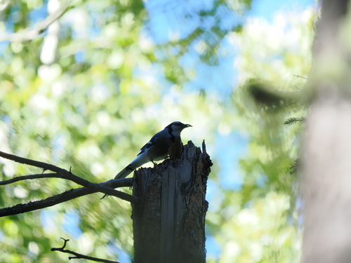Blue Jay