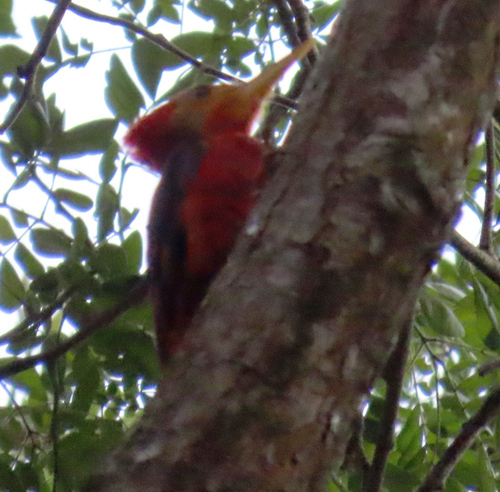 Reinwardtipicus validus observed 2026-09-17