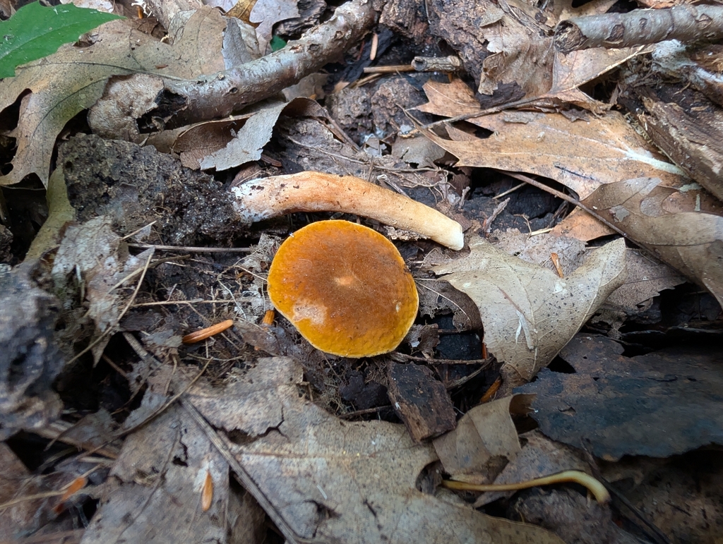 Gyroporus borealis · September 2026 · photo: Photo: no rights reserved · iNaturalist