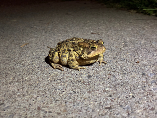 American Toad