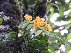 Golden Dendrobium (Dendrobium chrysanthum)