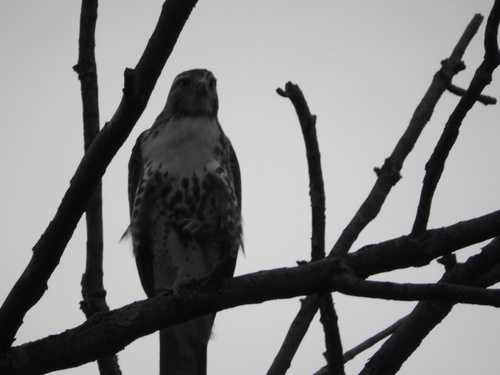Red-tailed Hawk