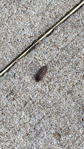 Brickwork Woodlouse
