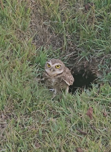 Burrowing Owl
