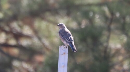 Western Bluebird