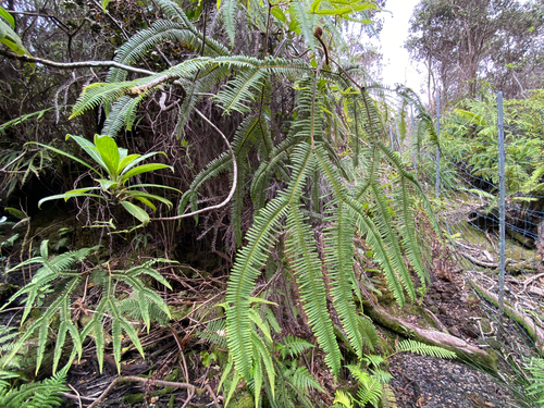 Sticherus owhyhensis observed 2026-09-15