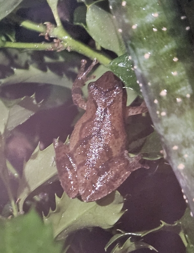 Spring Peeper