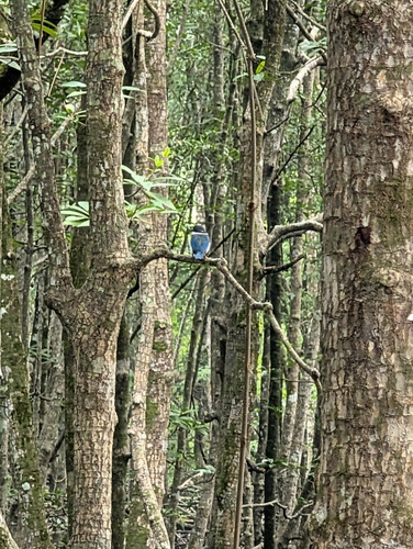 Collared Kingfisher