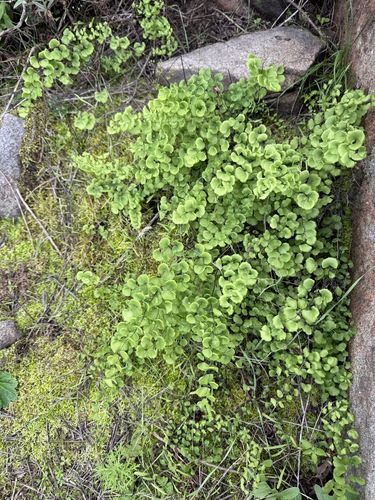 Adiantum jordanii