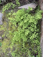 Adiantum jordanii