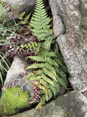 Dryopteris arguta