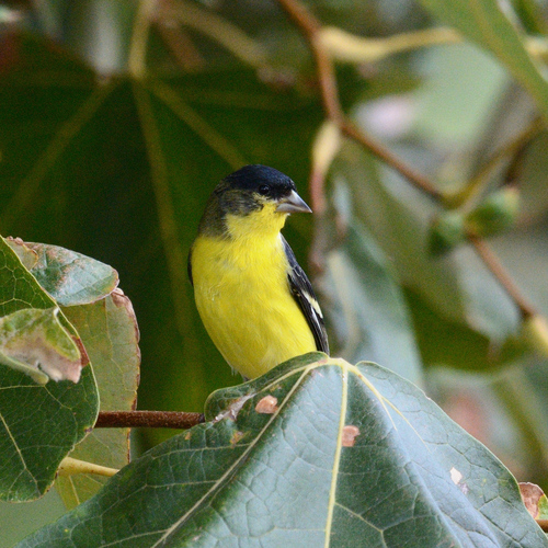 Lesser Goldfinch