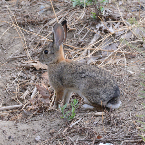 Desert Cottontail