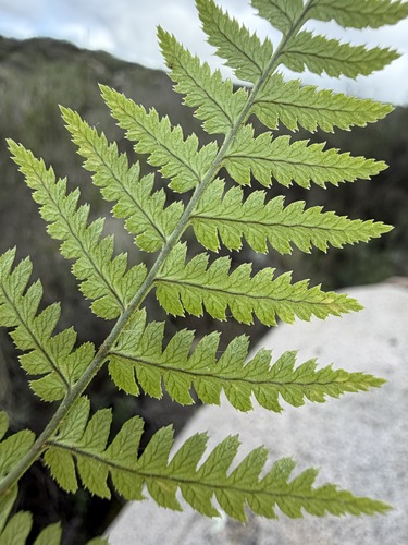 Dryopteris arguta, photograph 2