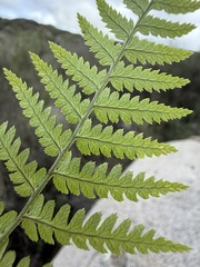 (c) Matt Berger, some rights reserved (CC BY) Dryopteris arguta, photograph (c) Matt Berger, some rights reserved (CC BY)