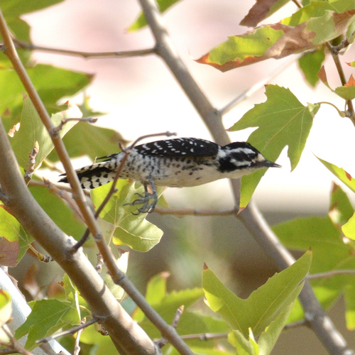 Nuttall's Woodpecker
