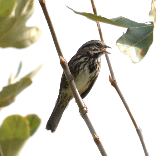 Song Sparrow
