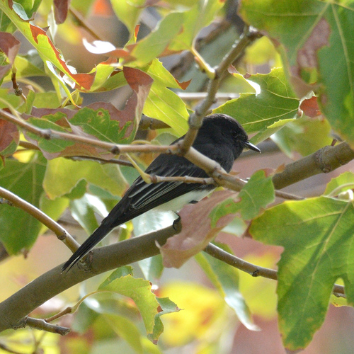 Black Phoebe