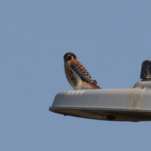 American Kestrel