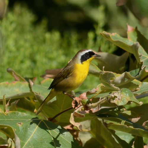 Common Yellowthroat
