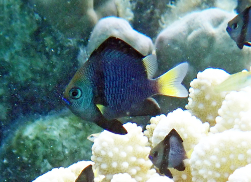 Dascyllus flavicaudus observed 2026-09-16