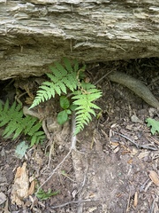 Cystopteris bulbifera