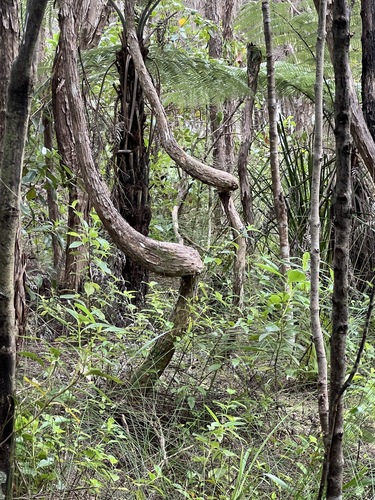 Kunzea robusta, photograph 5
